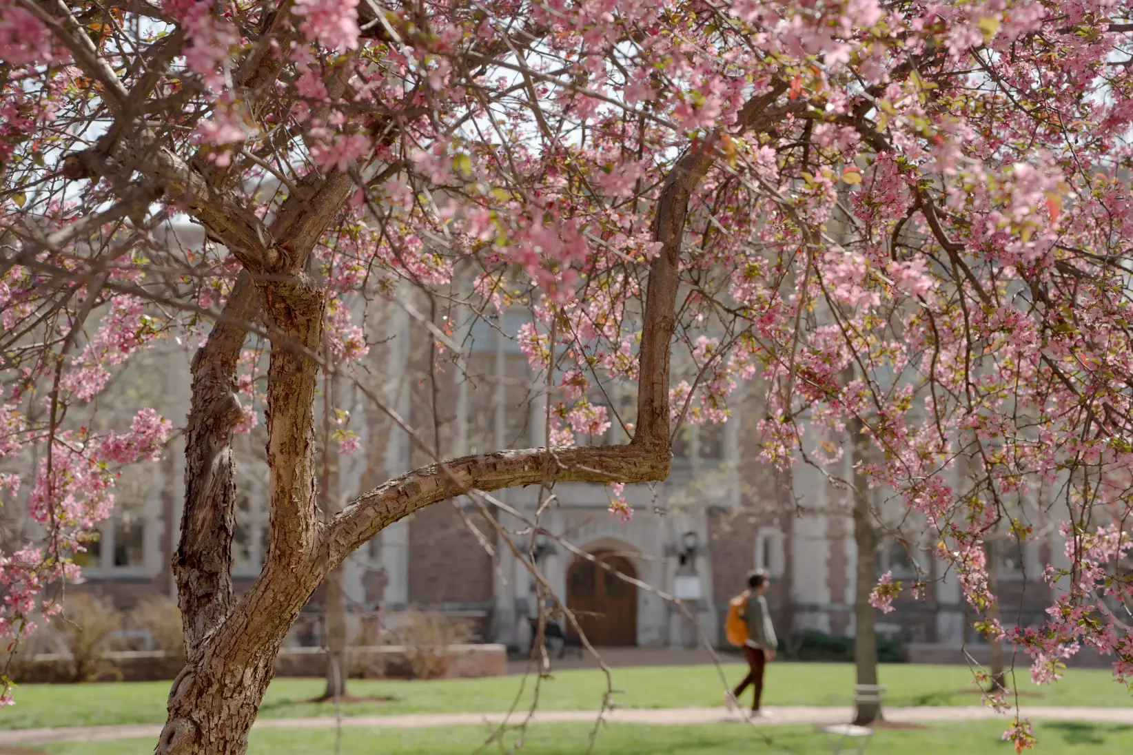 WashU Law campus