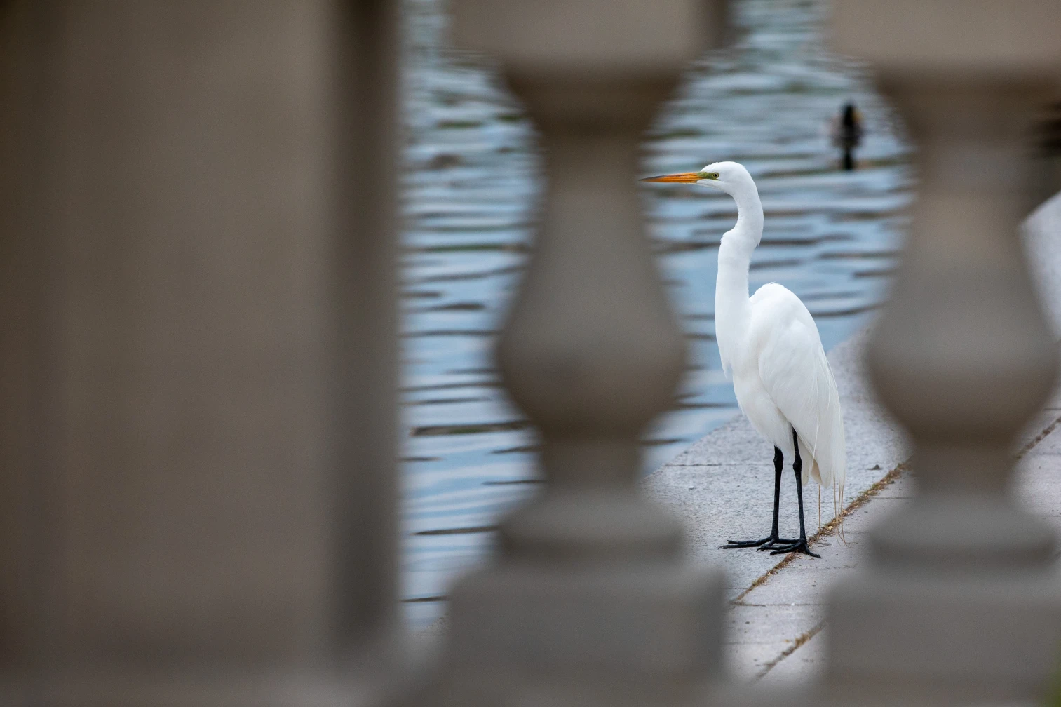 Bird on concrete