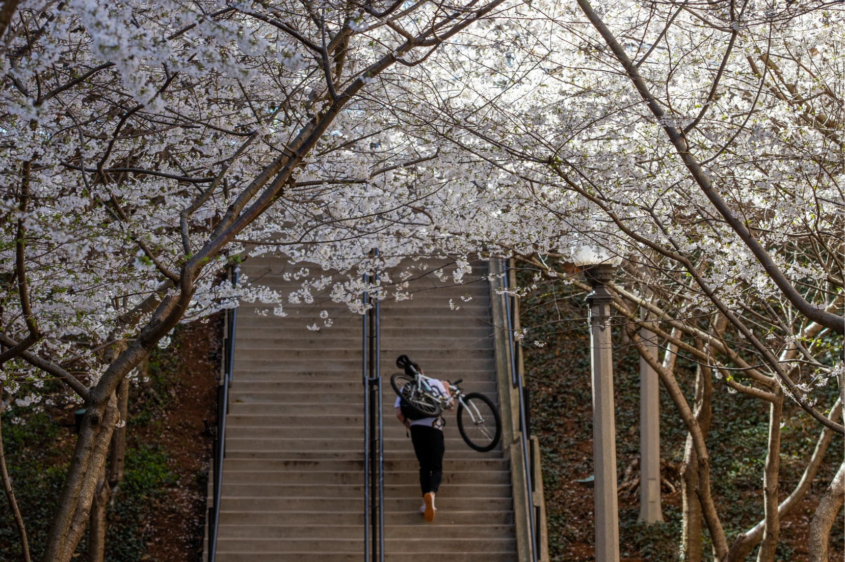 WashU Law student carries bike up stairs near the Cherry Blossom trees.